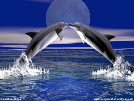 amoureux des dauphins