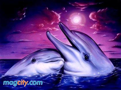 les dauphins amoureux